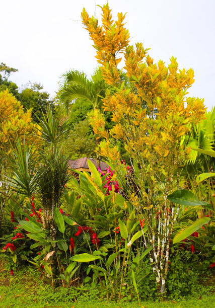 热带植物图片下载