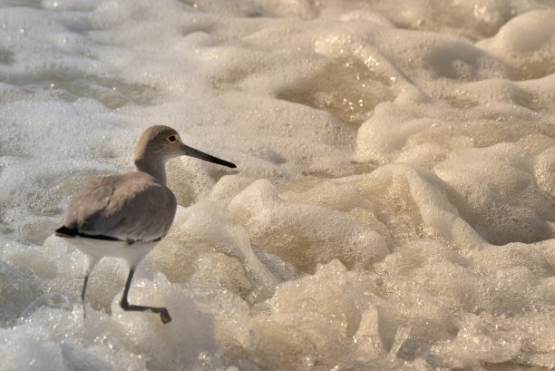 Willet在冲浪中跳舞图片下载