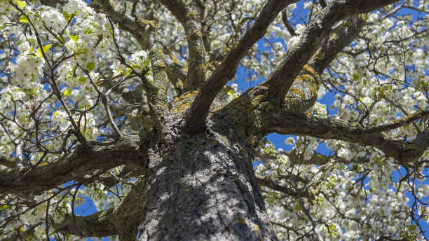 苹果树的树干和树枝上开满了美丽的白色花朵图片下载