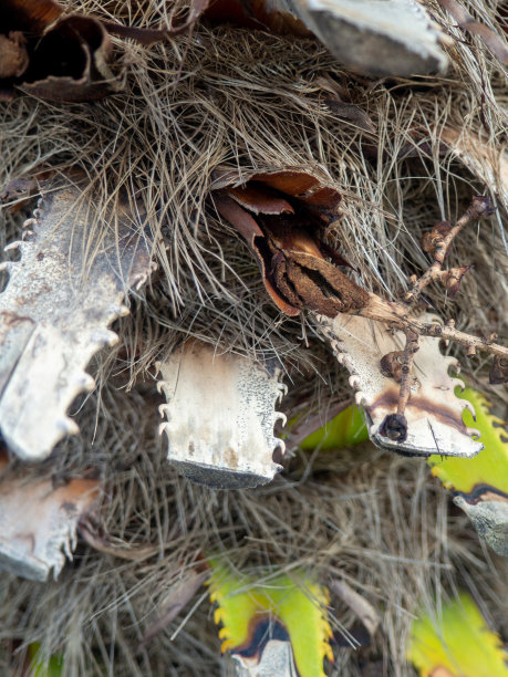 棕榈树的粗壮树干。棕榈树皮图案。植物学。木头的背景。图片下载