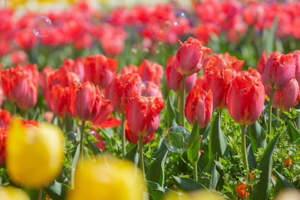 花园里盛开着郁金香和肥皂泡图片下载