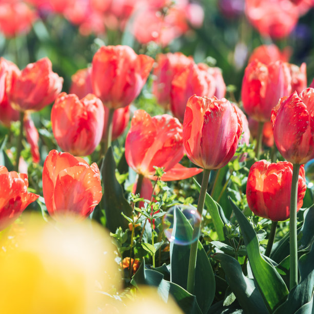 花园里盛开着郁金香和肥皂泡图片下载
