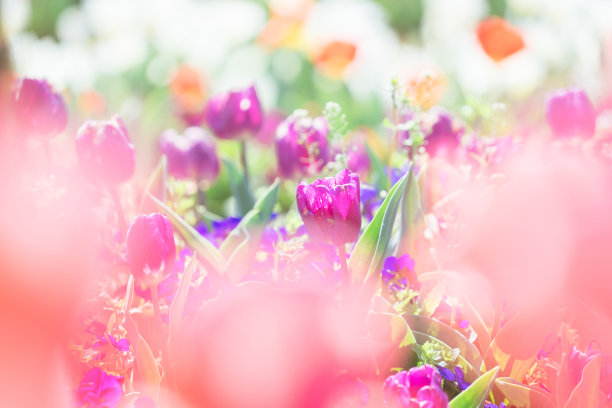 花园里盛开着郁金香和肥皂泡图片下载