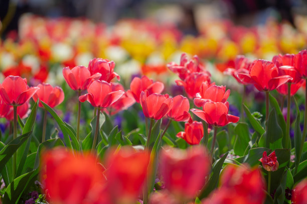 花园里盛开着郁金香和肥皂泡图片下载
