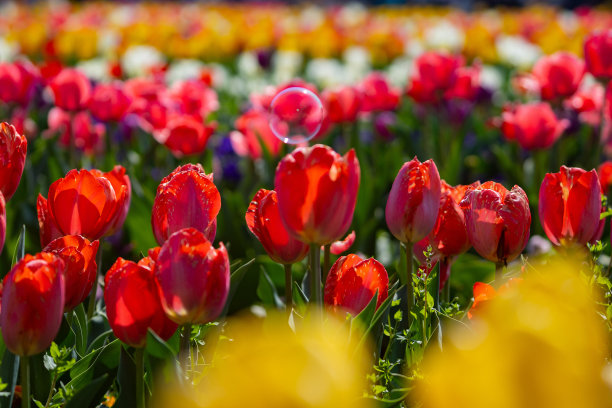 花园里盛开着郁金香和肥皂泡图片下载