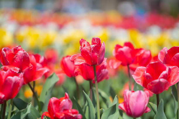花园里盛开着郁金香和肥皂泡图片下载