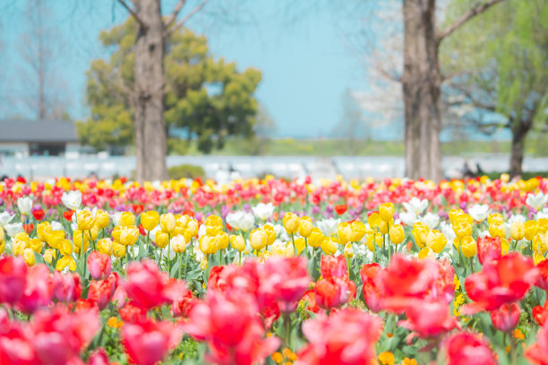 花园里盛开着郁金香和肥皂泡图片下载