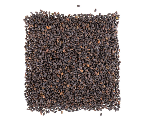 孤立在白色背景上的罗勒种子。罗勒属basilicum。前视图。图片下载