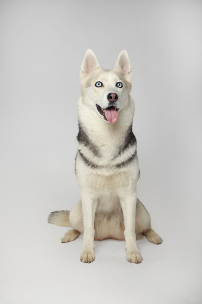 灰色女孩西伯利亚哈士奇在白色背景上看着你的肖像图片下载