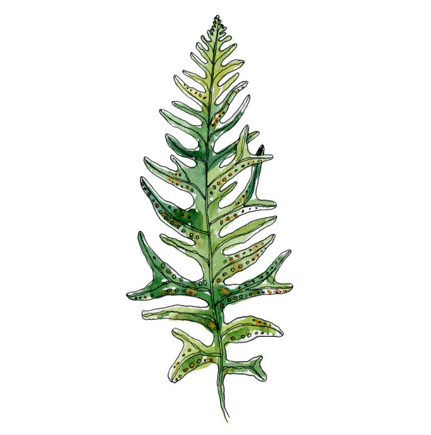 手绘水彩素描元素蕨类，草孤立图片下载