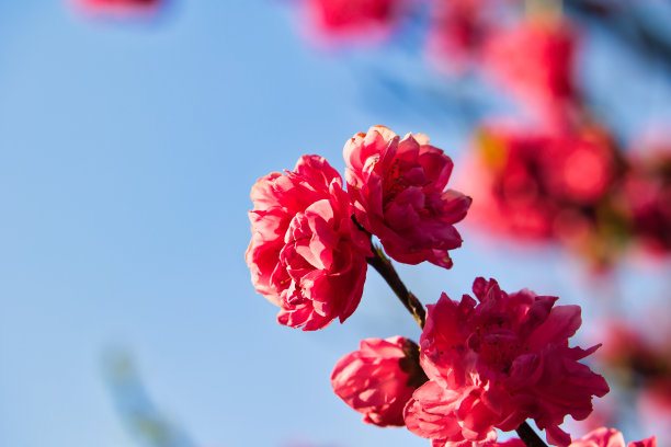 美丽的红色重瓣樱花在四月盛开图片下载