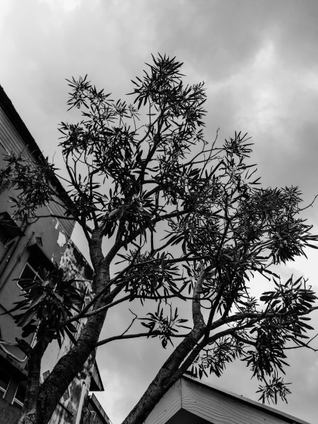 黑白照片的观赏植物树对着一个老建筑的背景。图片下载