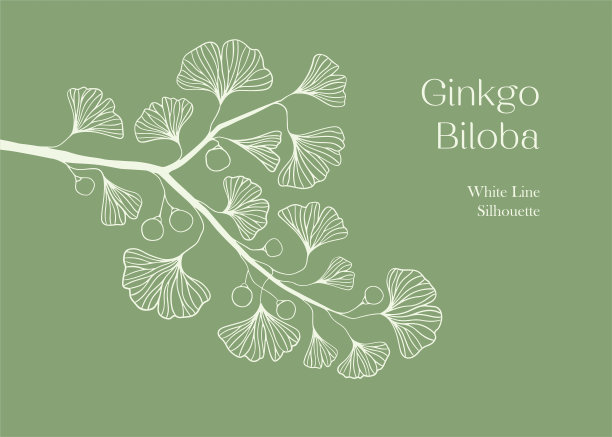 手绘白色银杏树剪影孤立在白色上，手绘银杏套，手绘银杏树线条剪影，手绘日本矢花线条剪影图片下载