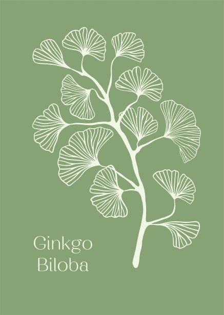 手绘白色银杏树剪影孤立在白色上，手绘银杏套，手绘银杏树线条剪影，手绘日本矢花线条剪影图片下载