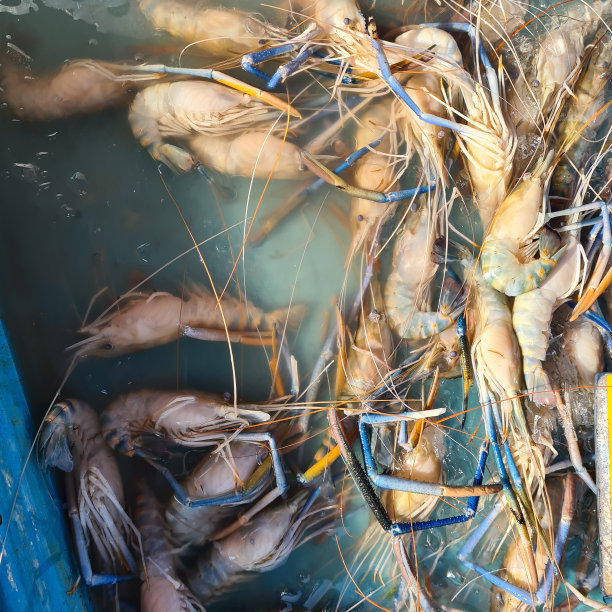 虾或巨型淡水虾库存照片图片下载