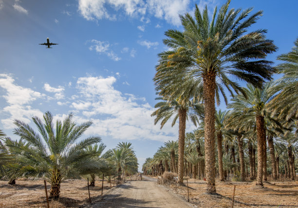 种植椰枣，生产健康食品图片下载