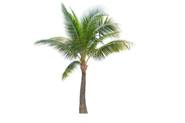 椰子树。图片下载