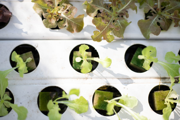 苗木在生长盘中水培图片下载