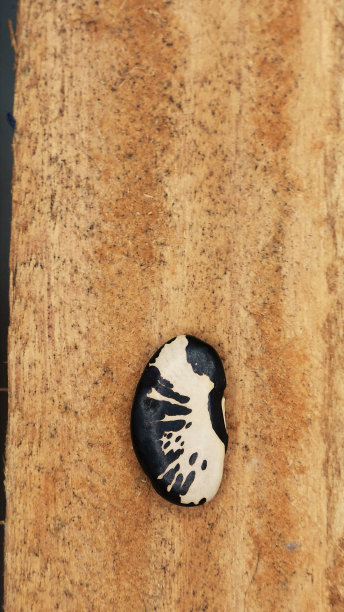 一颗豆子在桌子上。豆子:分离出的一粒豆子。一粒。一颗豆子。一种彩色的豆粒。一粒黑白豆子。餐桌上的豆粒。黑白豆。豆子在桌子上。木制的桌子。一粒豆子图片下载