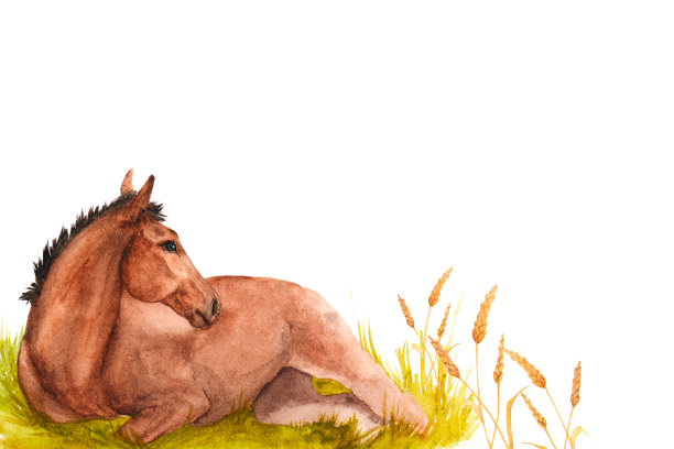 一只小马驹躺在绿草地上的水彩画。水平的旗帜图片下载