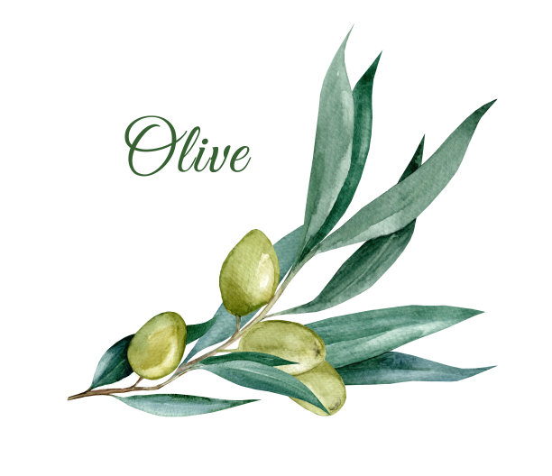 带叶子的橄榄枝图片下载