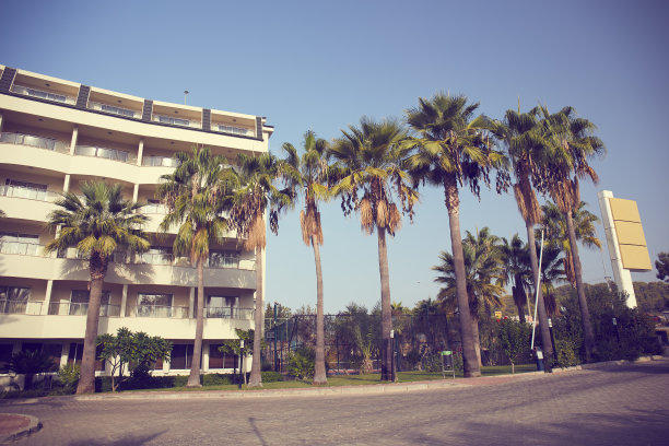 日落时棕榈树的热带海滩景观。天堂设计横幅背景。复古的效果。有棕榈树的小巷。图片下载