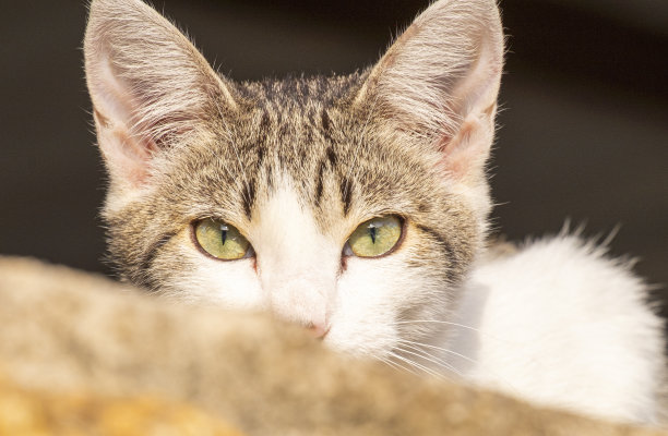 一只小猫咪躲在墙后，长着美丽的绿色眼睛，在早晨的阳光下休息，一边看着相机一边取暖。图片下载