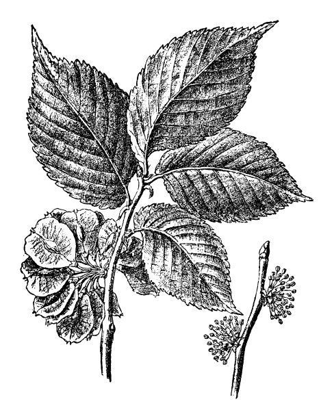 田野榆树(小榆树)-在白色背景上孤立的古董雕刻插图图片下载