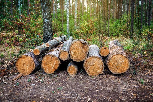 原木树干桩，采伐林木林木工业用材图片下载