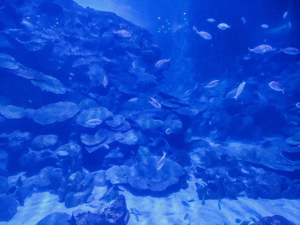 水下生活背景图片下载