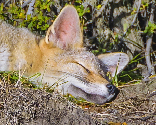 狐狸睡觉的特写照片图片下载