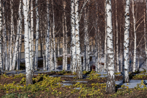 背景为桦树树干，木质纹理。早春，莫斯科救世主基督大教堂的白桦林。图片下载