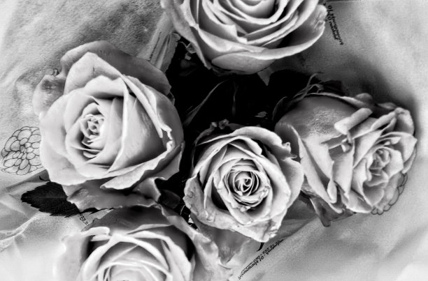 黑色和白色的花图片下载