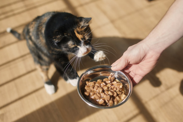 男子喂他饥饿的猫图片下载