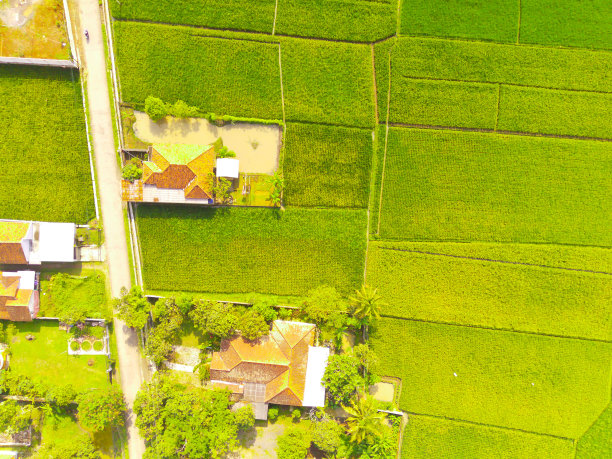 翠绿稻田中一些房屋的惊人航拍照片图片下载