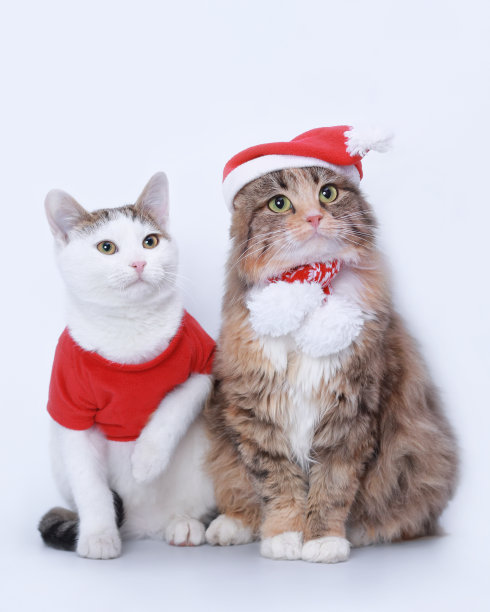 两只猫被孤立在白色背景上。室内猫在圣诞老人帽子上中性的背景。毛茸茸的小猫戴着圣诞帽。俏皮的宠物猫在圣诞服装在白色背景。网页横幅。本空间图片下载