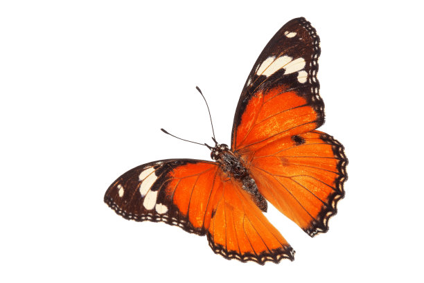 美丽的蝴蝶在白色的背景上孤独地飞翔。茶色花楸(Acraea violae)，Acraea terpsicore，茶色花楸，是一种小，用于图形或广告设计。图片下载