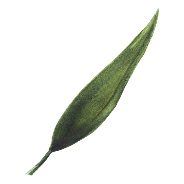 水彩手绘绿叶。适用于包装纸、图案元素、夏季设计等。图片下载