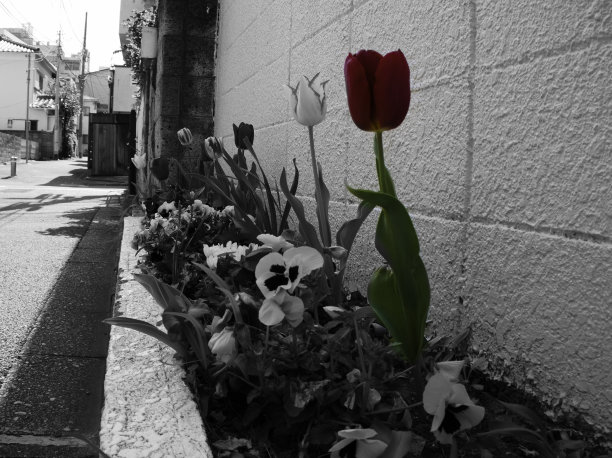 日常日本巷子图片下载