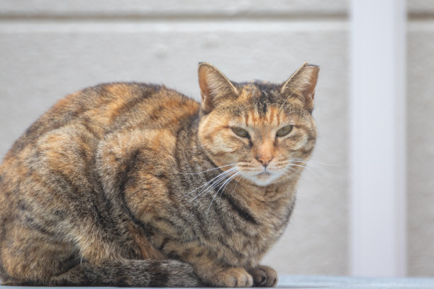 一张从正面拍摄的坐着的猫的照片图片下载