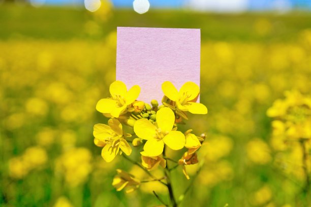 一个可爱的粉红色评论空间的模型在油菜花田图片下载