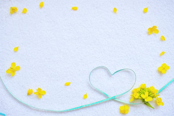 简单的心可爱的信息框架与浅蓝色丝带装饰黄色油菜花在白色背景。图片下载