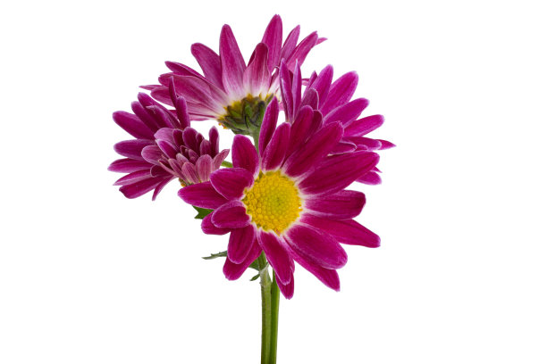 菊花孤立图片下载