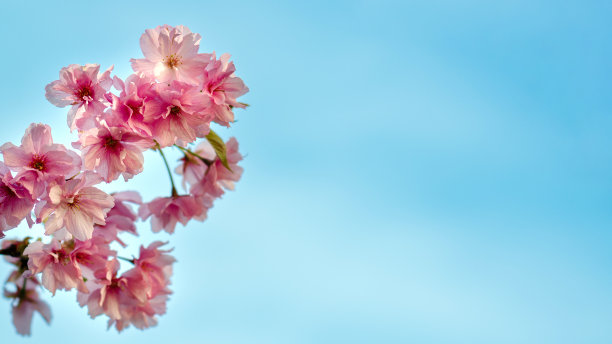 盛开的粉红色樱花枝。春旗概念图片下载