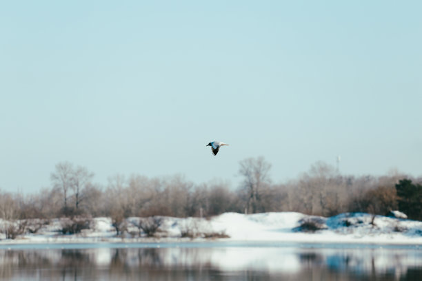 海鸥在河上图片下载