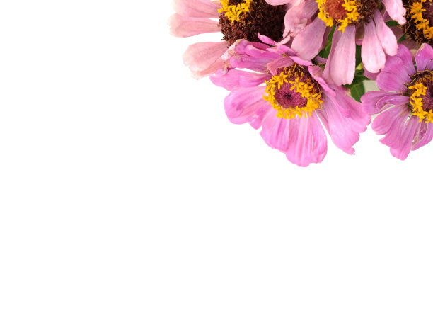 百日草花束孤立在白色背景图片下载