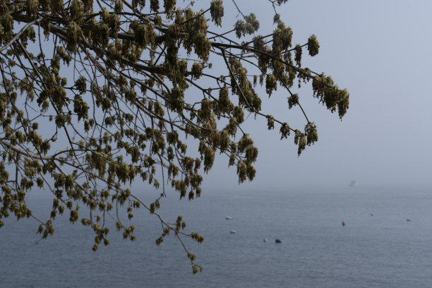 近距离观察海边的树图片下载