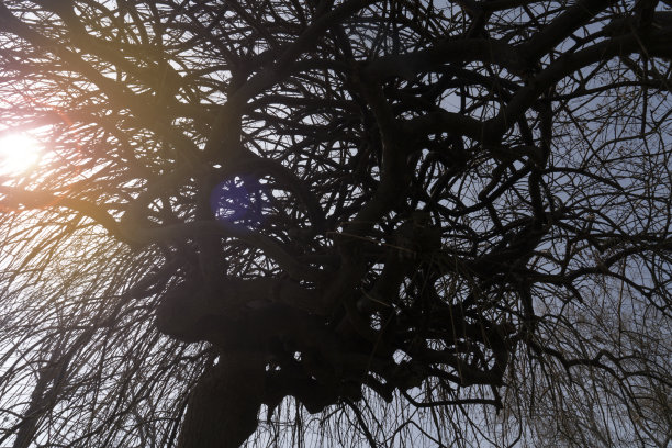 树接近底部视图图片下载