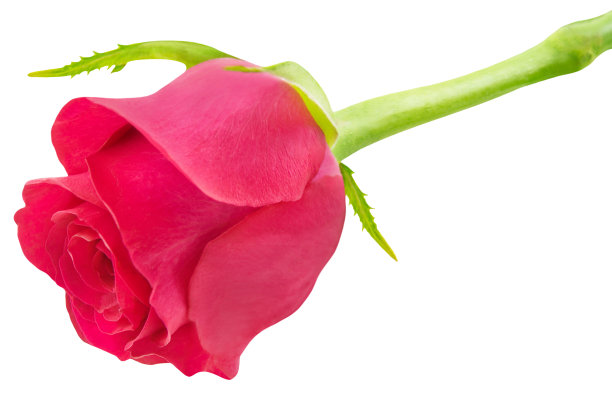 白色背景上孤立的红玫瑰图片下载