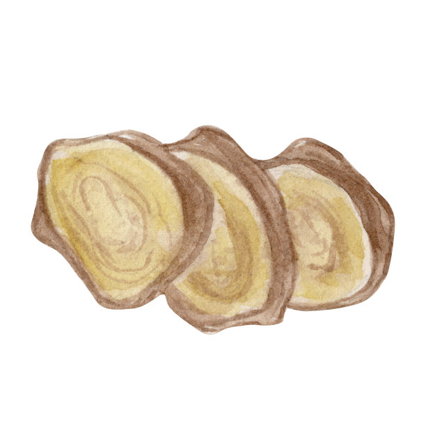 水彩手绘姜切根插图。孤立在白色上。图片下载